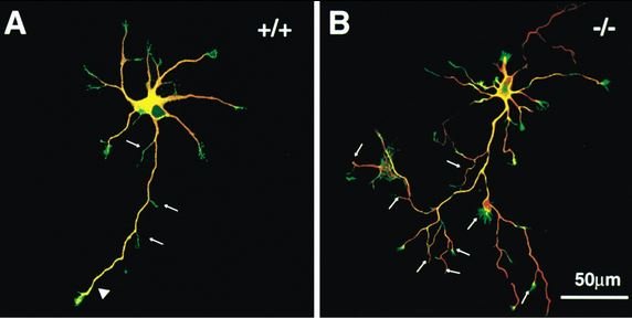 cellbiology